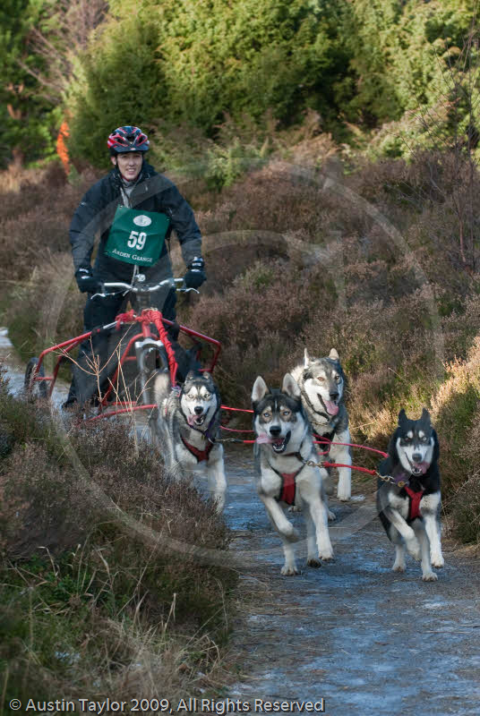 Class C - Racing Team competing in the Siberian Husky Club of GB Sled Dog Rally 2009, Glenmore Forest Park, Aviemore, Inverness-shire