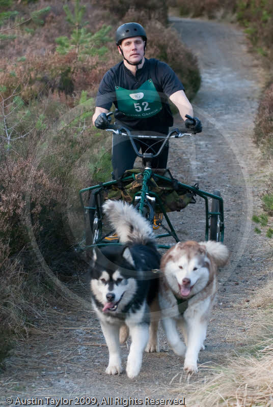 Class D2 - Racing Team competing in the Siberian Husky Club of GB Sled Dog Rally 2009, Glenmore Forest Park, Aviemore, Inverness-shire
