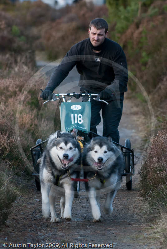 Class D2 - Racing Team competing in the Siberian Husky Club of GB Sled Dog Rally 2009, Glenmore Forest Park, Aviemore, Inverness-shire