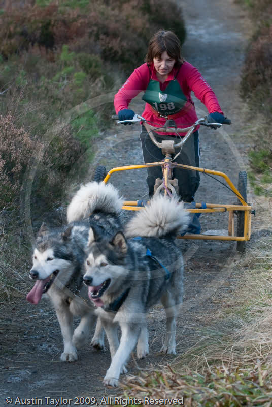 Class D2 - Racing Team competing in the Siberian Husky Club of GB Sled Dog Rally 2009, Glenmore Forest Park, Aviemore, Inverness-shire