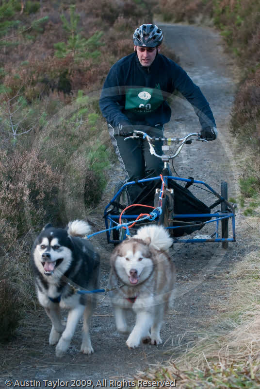 Class D2 - Racing Team competing in the Siberian Husky Club of GB Sled Dog Rally 2009, Glenmore Forest Park, Aviemore, Inverness-shire