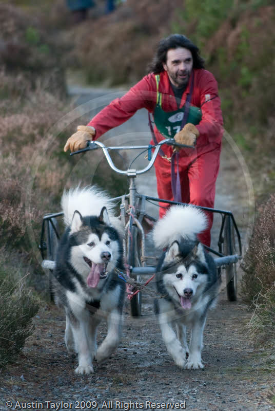 Class D2 - Racing Team competing in the Siberian Husky Club of GB Sled Dog Rally 2009, Glenmore Forest Park, Aviemore, Inverness-shire