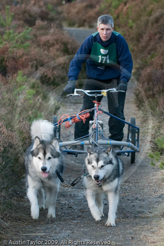 Class D2 - Racing Team competing in the Siberian Husky Club of GB Sled Dog Rally 2009, Glenmore Forest Park, Aviemore, Inverness-shire