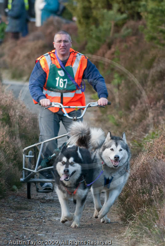 Class D2 - Racing Team competing in the Siberian Husky Club of GB Sled Dog Rally 2009, Glenmore Forest Park, Aviemore, Inverness-shire