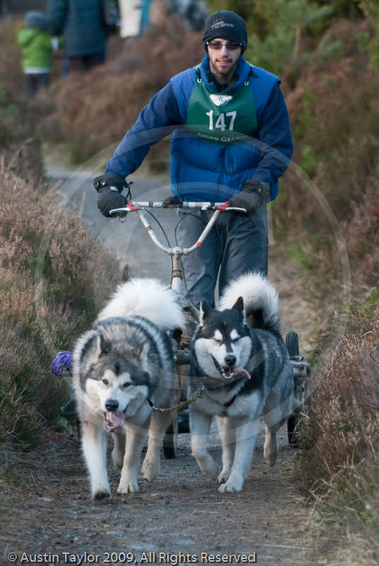 Class D2 - Racing Team competing in the Siberian Husky Club of GB Sled Dog Rally 2009, Glenmore Forest Park, Aviemore, Inverness-shire