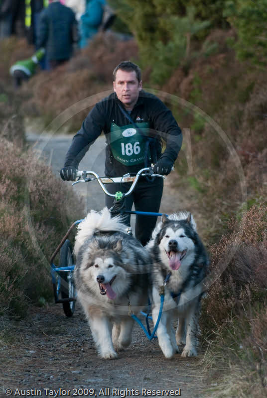 Class D2 - Racing Team competing in the Siberian Husky Club of GB Sled Dog Rally 2009, Glenmore Forest Park, Aviemore, Inverness-shire