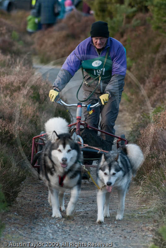 Class D2 - Racing Team competing in the Siberian Husky Club of GB Sled Dog Rally 2009, Glenmore Forest Park, Aviemore, Inverness-shire
