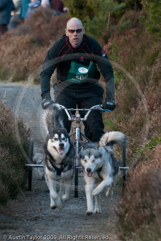 Class D2 - Racing Team competing in the Siberian Husky Club of GB Sled Dog Rally 2009, Glenmore Forest Park, Aviemore, Inverness-shire