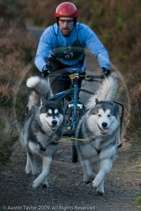Class D2 - Racing Team competing in the Siberian Husky Club of GB Sled Dog Rally 2009, Glenmore Forest Park, Aviemore, Inverness-shire