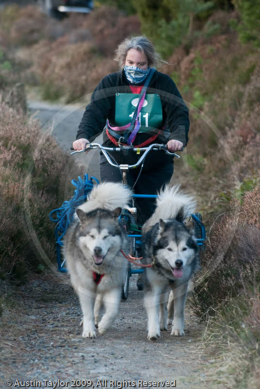 Class D2 - Racing Team competing in the Siberian Husky Club of GB Sled Dog Rally 2009, Glenmore Forest Park, Aviemore, Inverness-shire