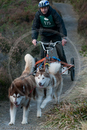 Class D2 - Racing Team competing in the Siberian Husky Club of GB Sled Dog Rally 2009, Glenmore Forest Park, Aviemore, Inverness-shire