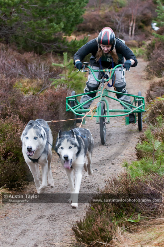 Racing Team in the Siberian Husky Club of GB Arden Grange Aviemore Sled Dog Rally 2011. Please don't use my images on websites, blogs or elsewhere without my permission. See www.austintaylorphotography.com for contact details