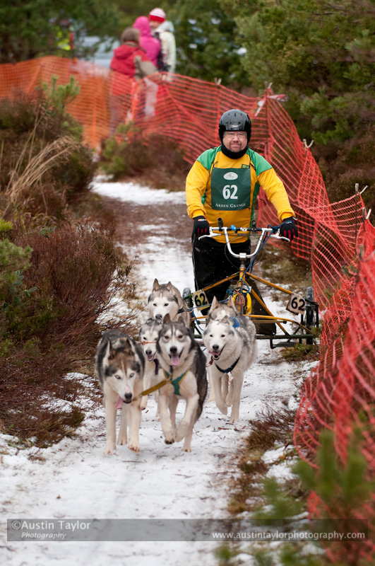 Racing Team in the Siberian Husky Club of GB Arden Grange Aviemore Sled Dog Rally 2012.