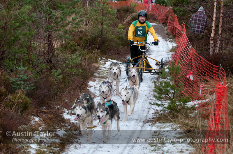 Racing Team in the Siberian Husky Club of GB Arden Grange Aviemore Sled Dog Rally 2012.