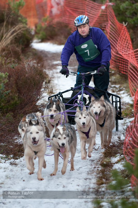 Racing Team in the Siberian Husky Club of GB Arden Grange Aviemore Sled Dog Rally 2012.