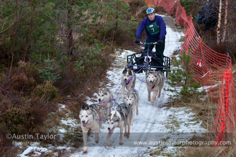 Racing Team in the Siberian Husky Club of GB Arden Grange Aviemore Sled Dog Rally 2012.