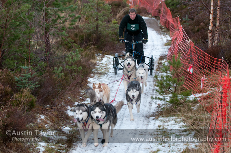 Racing Team in the Siberian Husky Club of GB Arden Grange Aviemore Sled Dog Rally 2012.