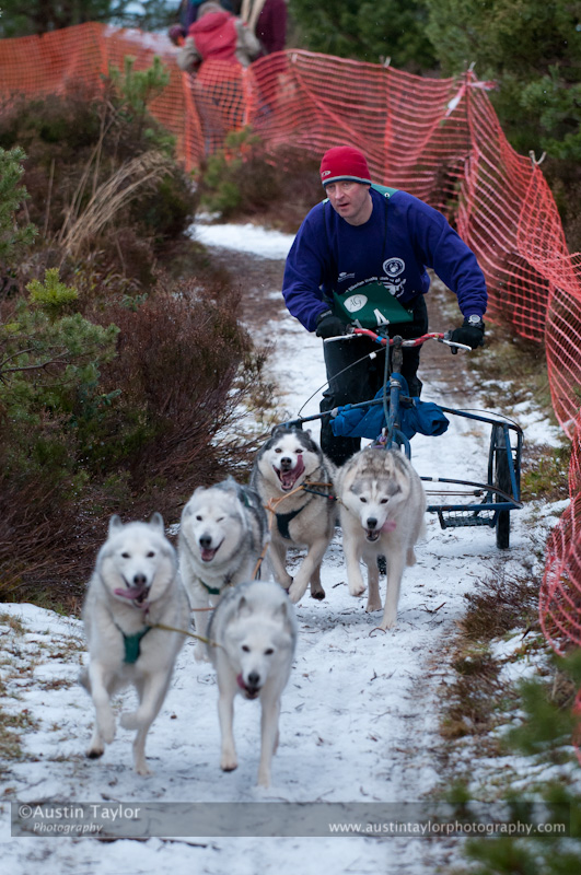Racing Team in the Siberian Husky Club of GB Arden Grange Aviemore Sled Dog Rally 2012.