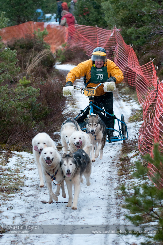 Racing Team in the Siberian Husky Club of GB Arden Grange Aviemore Sled Dog Rally 2012.
