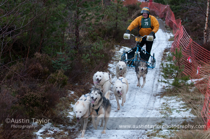 Racing Team in the Siberian Husky Club of GB Arden Grange Aviemore Sled Dog Rally 2012.