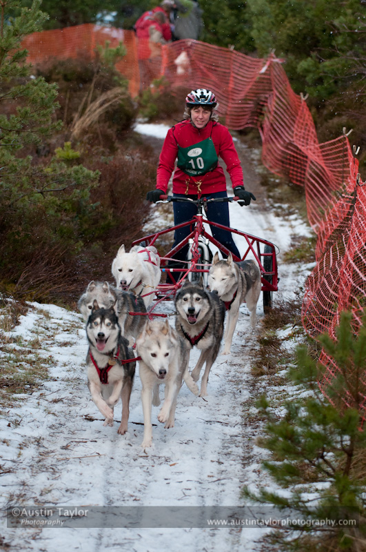 Racing Team in the Siberian Husky Club of GB Arden Grange Aviemore Sled Dog Rally 2012.