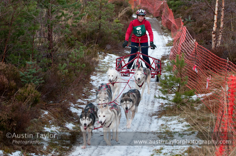 Racing Team in the Siberian Husky Club of GB Arden Grange Aviemore Sled Dog Rally 2012.