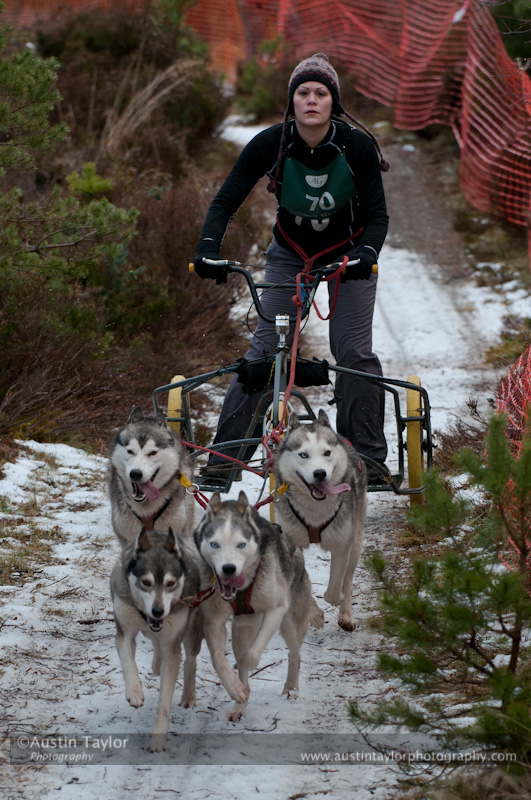 Racing Team in the Siberian Husky Club of GB Arden Grange Aviemore Sled Dog Rally 2012.