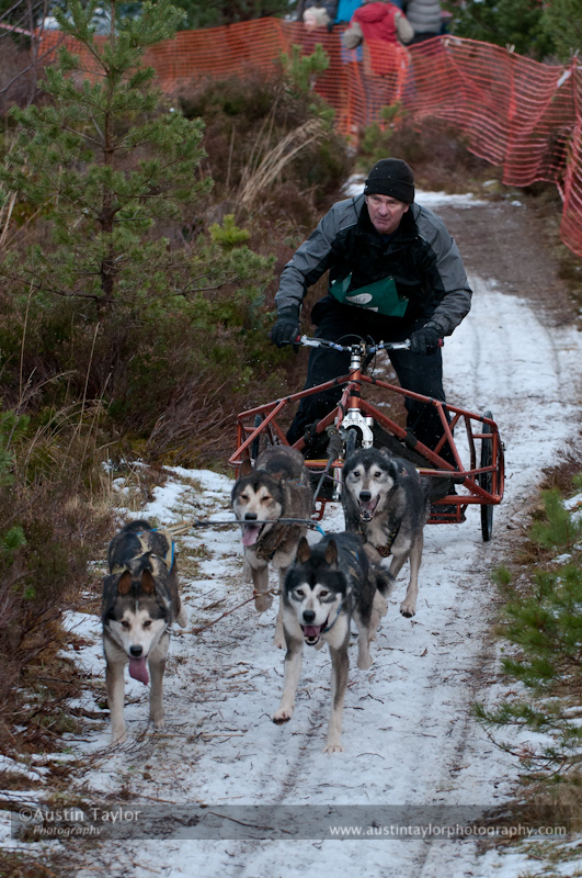 Racing Team in the Siberian Husky Club of GB Arden Grange Aviemore Sled Dog Rally 2012.