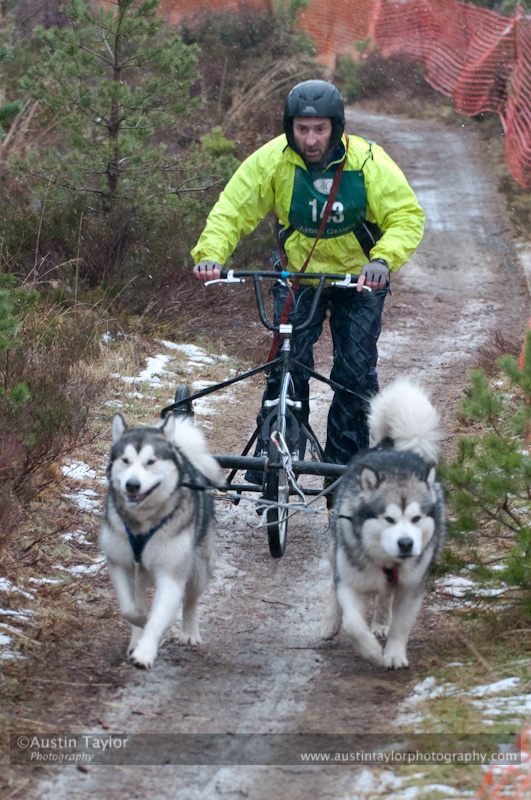 Racing Team in the Siberian Husky Club of GB Arden Grange Aviemore Sled Dog Rally 2012.