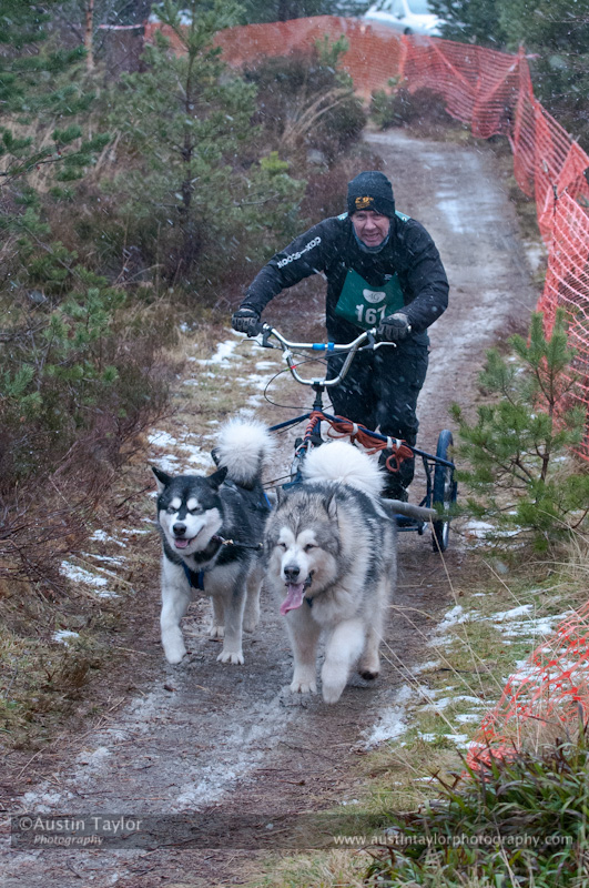 Racing Team in the Siberian Husky Club of GB Arden Grange Aviemore Sled Dog Rally 2012.