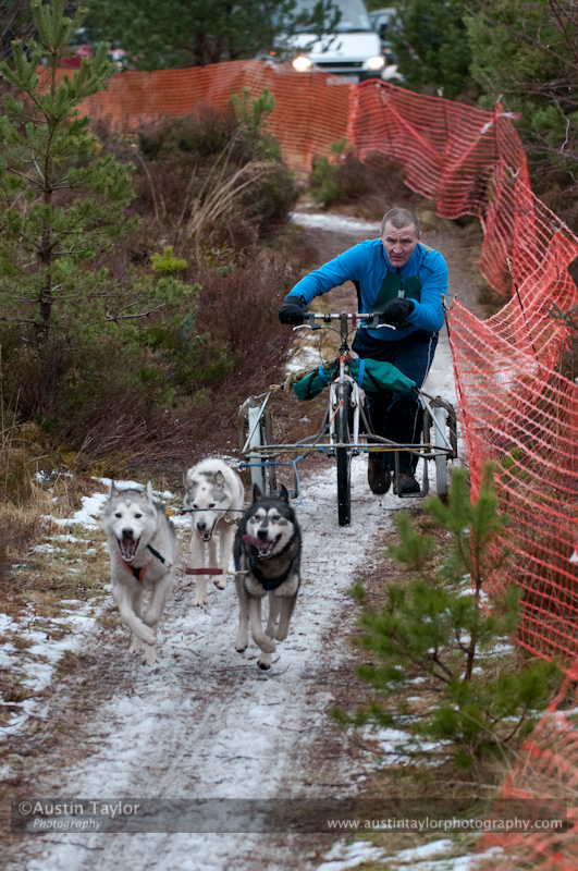 Racing Team in the Siberian Husky Club of GB Arden Grange Aviemore Sled Dog Rally 2012.