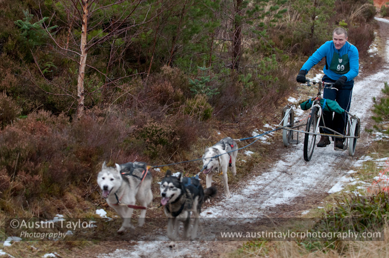 Racing Team in the Siberian Husky Club of GB Arden Grange Aviemore Sled Dog Rally 2012.
