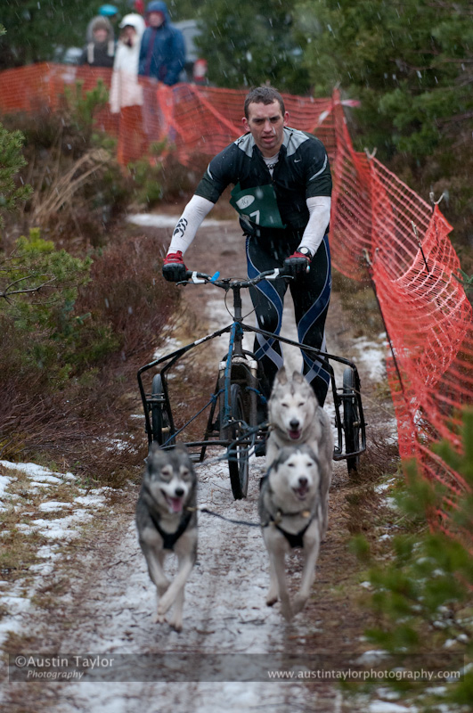 Racing Team in the Siberian Husky Club of GB Arden Grange Aviemore Sled Dog Rally 2012.