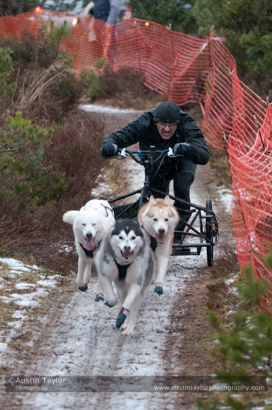 Racing Team in the Siberian Husky Club of GB Arden Grange Aviemore Sled Dog Rally 2012.