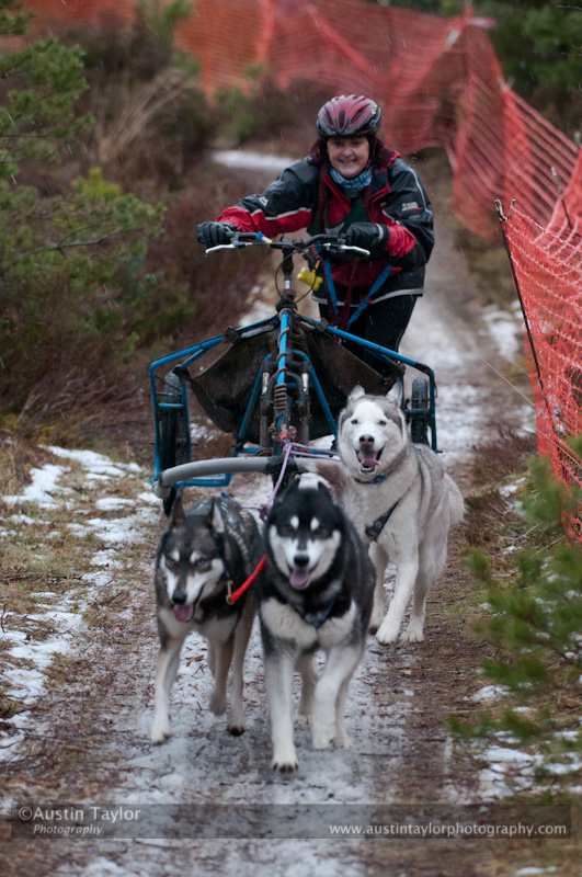Racing Team in the Siberian Husky Club of GB Arden Grange Aviemore Sled Dog Rally 2012.