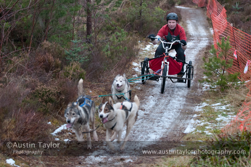 Racing Team in the Siberian Husky Club of GB Arden Grange Aviemore Sled Dog Rally 2012.
