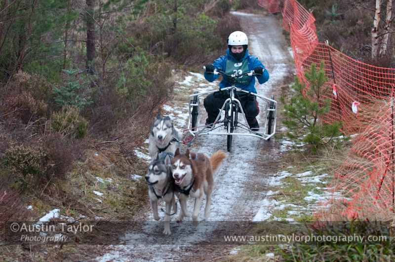 Racing Team in the Siberian Husky Club of GB Arden Grange Aviemore Sled Dog Rally 2012.