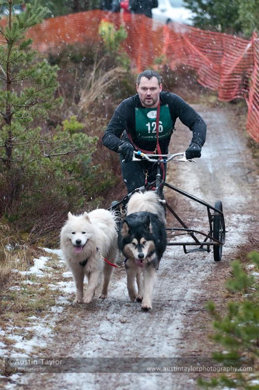 Racing Team in the Siberian Husky Club of GB Arden Grange Aviemore Sled Dog Rally 2012.