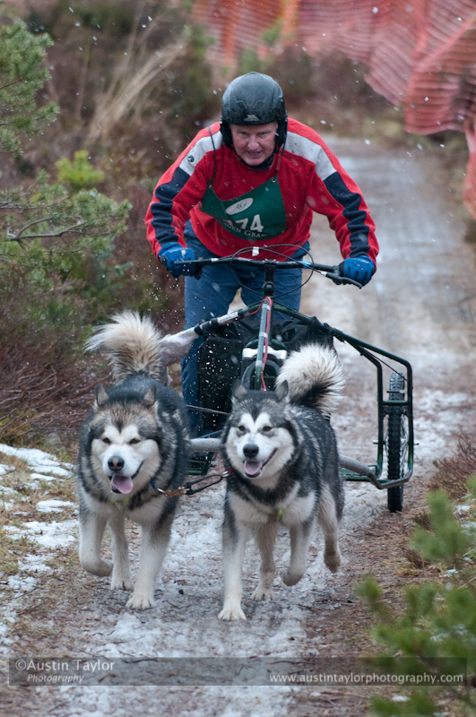 Racing Team in the Siberian Husky Club of GB Arden Grange Aviemore Sled Dog Rally 2012.