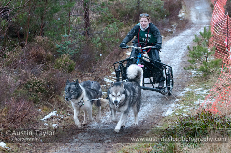 Racing Team in the Siberian Husky Club of GB Arden Grange Aviemore Sled Dog Rally 2012.