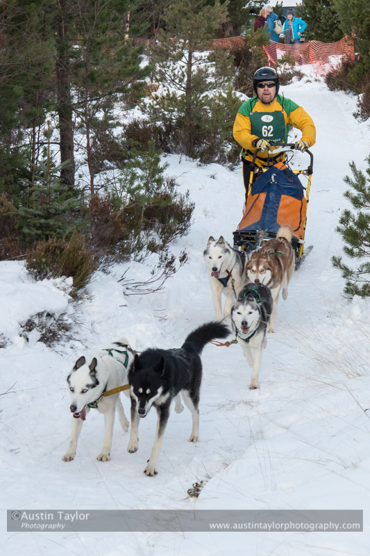 Class B Racing Team in the 30th Siberian Husky Club of GB Arden Grange Aviemore Sled Dog Rally 2013