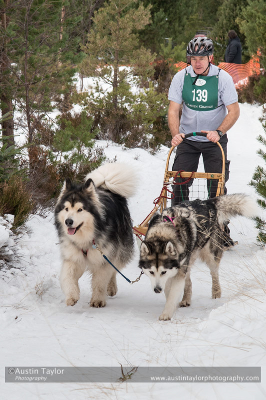 Class D2 Racing Team in the 30th Siberian Husky Club of GB Arden Grange Aviemore Sled Dog Rally 2013