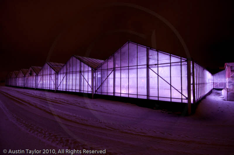 Mirrie Dancers Illuminations - Glasshouses, Tingwall