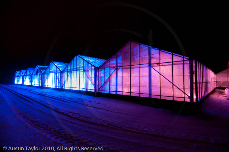 Mirrie Dancers Illuminations - Glasshouses, Tingwall