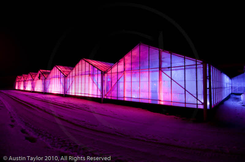 Mirrie Dancers Illuminations - Glasshouses, Tingwall