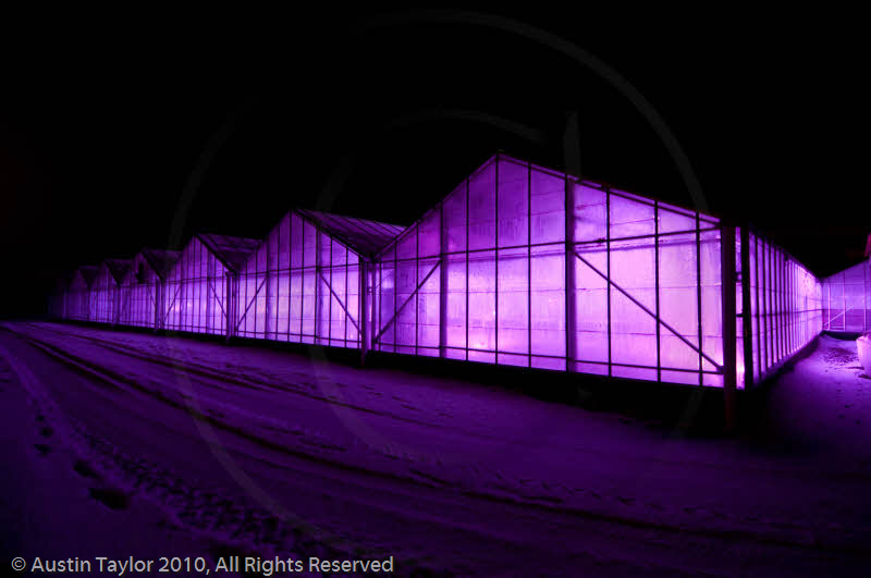 Mirrie Dancers Illuminations - Glasshouses, Tingwall