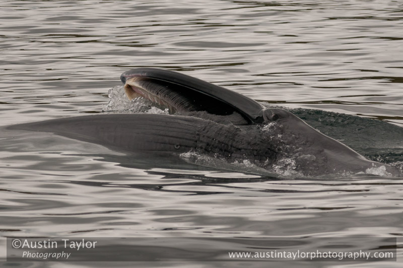 Sei whale at Firths Voe, Mossbank, Shetland, 1 September 2011