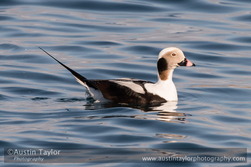 Long-tailed Duck