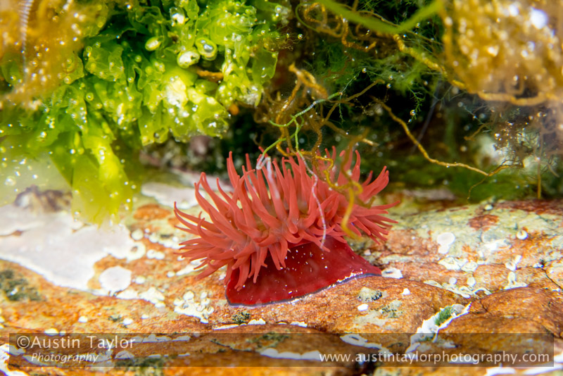 Sea anemone in a rock pool at St Ninian's Isle - ATP photography workshop