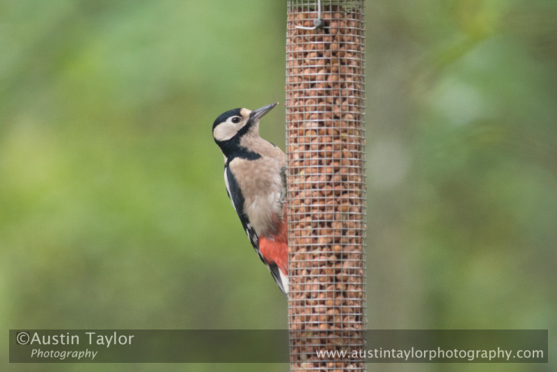 Great Spotted Woodpecker at Loch of the Lowes on Day 6 Loch of the Lowes, Cally Woods to Mill Dam (north of Dunkeld) - 2013-10-09_16 Kindrogan - Field Studies Council Autumn Birds and Migration course at Kindrogran, near Enochdhu, Blairgowrie, Perth and Kinross